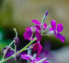 Image result for Levkoje