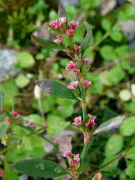 Attēlu rezultāti vaicājumam “Polygonum aviculare leaf”
