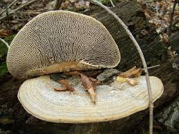 Attēlu rezultāti vaicājumam “Daedalea quercina”