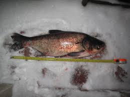 Image result for Hypophthalmichthys nobilis