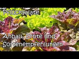 Image result for Pflücksalat