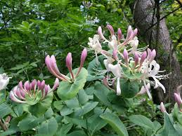 Attēlu rezultāti vaicājumam “Lonicera caprifolium”
