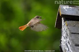 Attēlu rezultāti vaicājumam “Phoenicurus phoenicurus female”