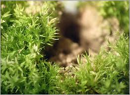 Attēlu rezultāti vaicājumam “Dicranella varia”