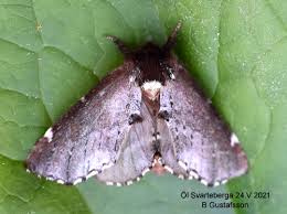 Attēlu rezultāti vaicājumam “Odontosia carmelita”