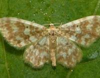 Attēlu rezultāti vaicājumam “Hydrelia flammeolaria”