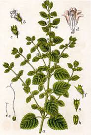 Attēlu rezultāti vaicājumam “Melissa officinalis leaf”