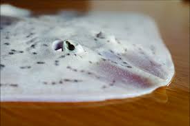 Image result for Raja brachyura