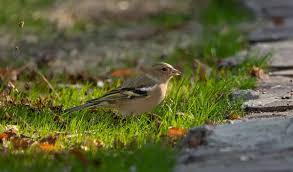 Attēlu rezultāti vaicājumam “Fringilla coelebs juvenile”