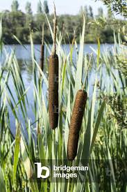 Attēlu rezultāti vaicājumam “Typha latifolia leaf”