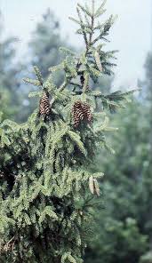 Attēlu rezultāti vaicājumam “Picea orientalis”