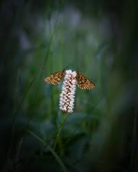 Attēlu rezultāti vaicājumam “Boloria eunomia underside”