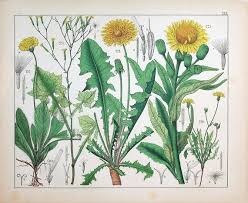 Attēlu rezultāti vaicājumam “Mycelis muralis”