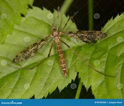 Attēlu rezultāti vaicājumam “Epiphragma ocellare”