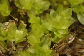 Attēlu rezultāti vaicājumam “Mnium stellare”