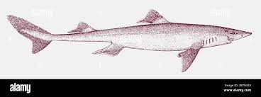 Image result for Squalus acanthias