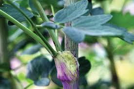 Attēlu rezultāti vaicājumam “Thalictrum aquilegifolium bud”