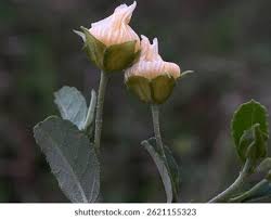 Attēlu rezultāti vaicājumam “Parnassia palustris bud”