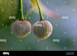 Attēlu rezultāti vaicājumam “Tilia platyphyllos Laciniata fruit”