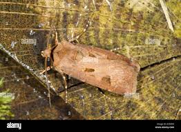 Attēlu rezultāti vaicājumam “Agrotis exclamationis”