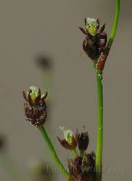 Attēlu rezultāti vaicājumam “Juncus alpinoarticulatus”