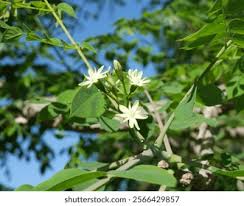 Attēlu rezultāti vaicājumam “Gymnocladus dioicus flower”