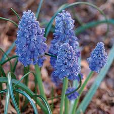 Attēlu rezultāti vaicājumam “Muscari armeniacum flower”