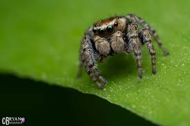 Attēlu rezultāti vaicājumam “Evarcha falcata female”