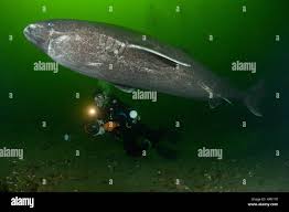 Image result for Somniosus microcephalus