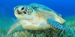 Image result for Chelonia mydas