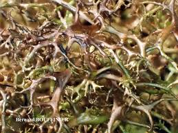 Attēlu rezultāti vaicājumam “Cetraria aculeata”