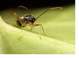 Attēlu rezultāti vaicājumam “Dryophilocoris flavoquadrimaculatus imago”