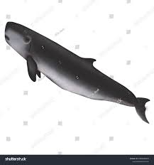 Image result for Kogia breviceps