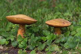 Attēlu rezultāti vaicājumam “Boletus luridus”