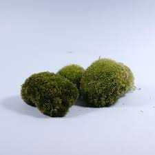 Attēlu rezultāti vaicājumam “Leucobryum glaucum”