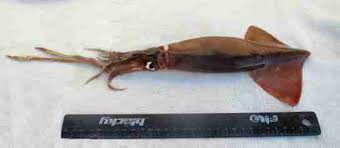 Image result for Dosidicus gigas