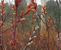 Attēlu rezultāti vaicājumam “Myrica gale bud”