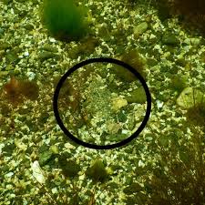 Image result for Pseudopleuronectes americanus