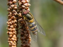 Attēlu rezultāti vaicājumam “Syrphus torvus”