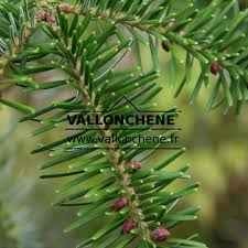 Attēlu rezultāti vaicājumam “Abies alba”