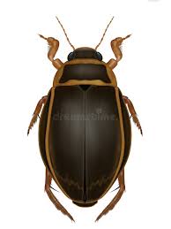 Attēlu rezultāti vaicājumam “Dytiscus marginalis”