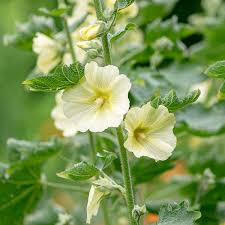 Image result for Alcea rugosa