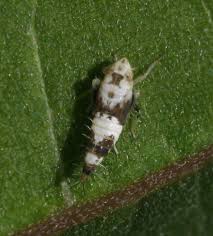 Attēlu rezultāti vaicājumam “Capsodes gothicus imago”