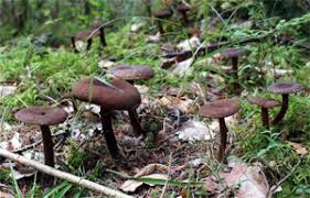 Attēlu rezultāti vaicājumam “Lactarius lygniotus”