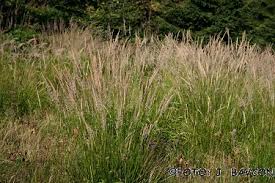 Attēlu rezultāti vaicājumam “Calamagrostis epigeios”