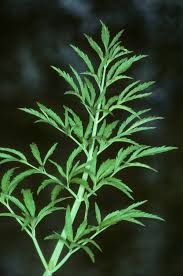 Attēlu rezultāti vaicājumam “Cicuta virosa”