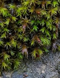 Attēlu rezultāti vaicājumam “Schistidium robustum sporophyte”
