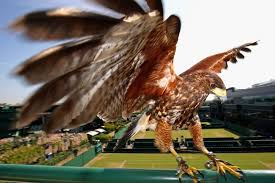 Image result for Wimbledon Hawks