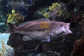 Image result for Epinephelus costae