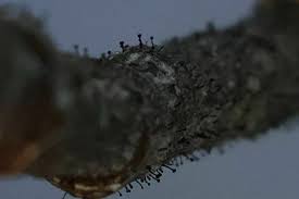 Attēlu rezultāti vaicājumam “Sclerophora coniophaea”